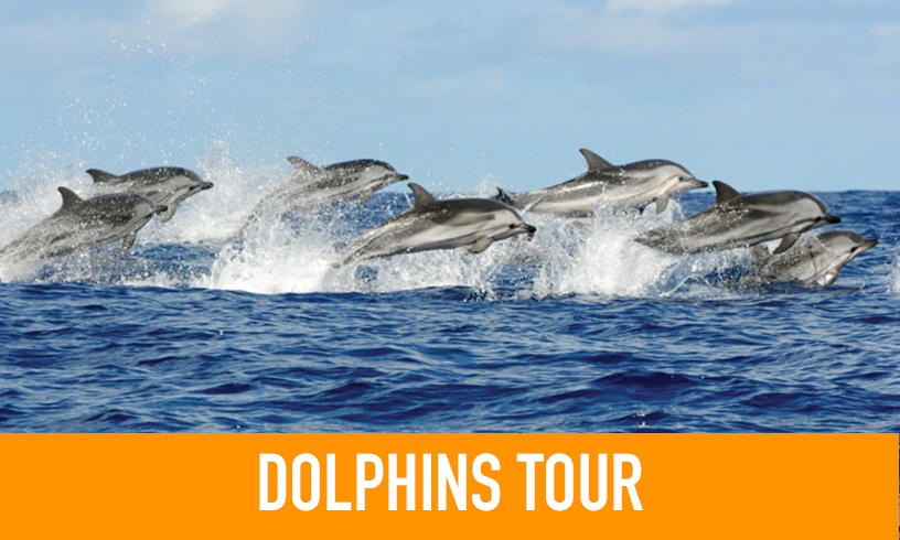 Dolphin Tours