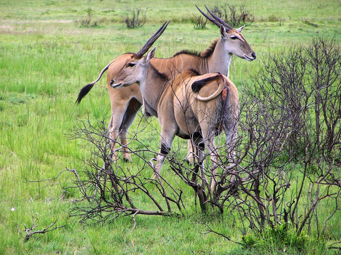 2 Day 1 Night Last Minute Fly in Budget Safari to Selous