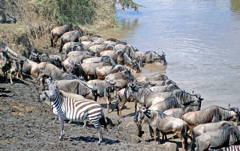 2 Day 1 Night Last Minute Fly in Mid-Range Safari to Selous Game Reserve