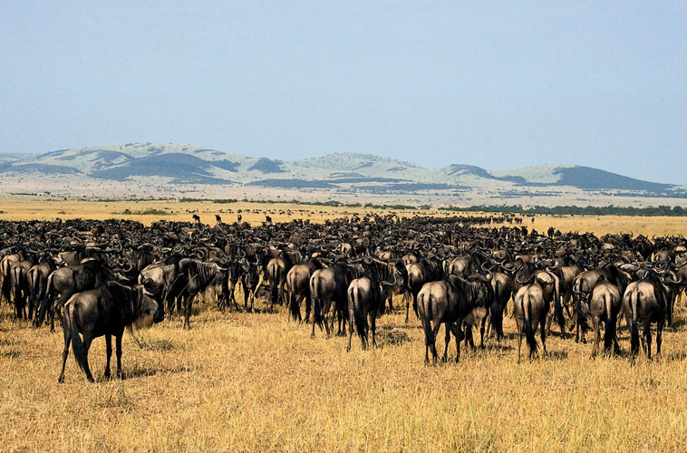 2 Day 1 Night Last Minute Fly in Mid-Range Safari to Selous Game Reserve