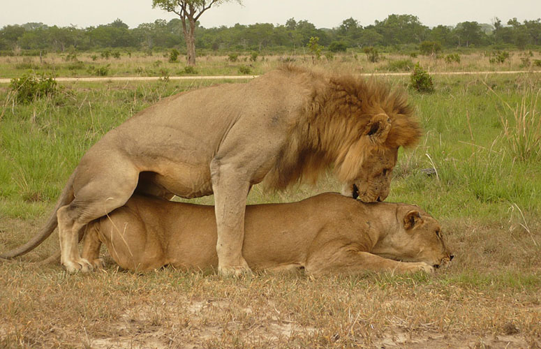 Mikumi National Park